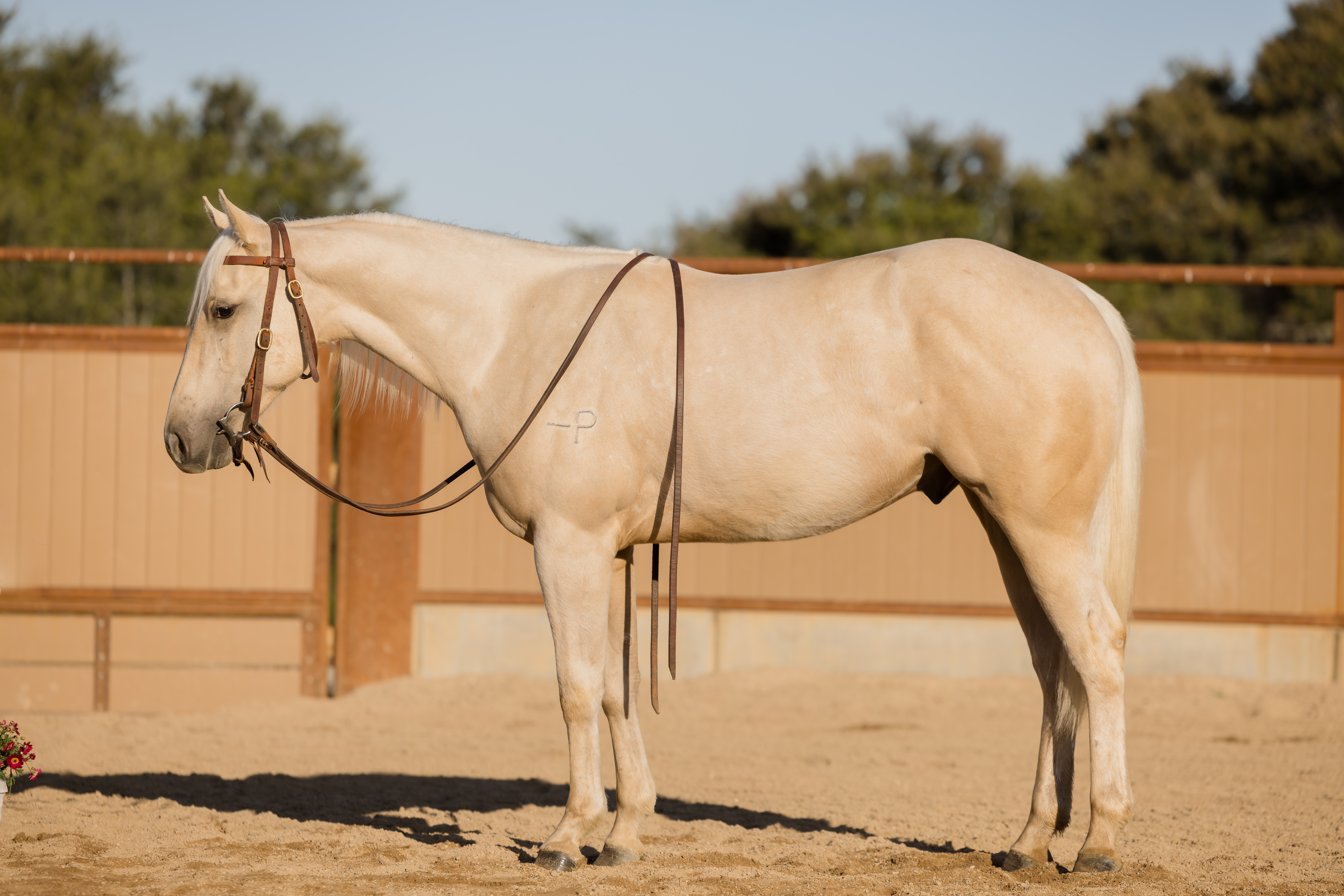 クリスタル　Running Horse クリスタル Running Horse Running Horse In Optical Crystal